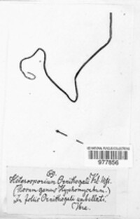 Cladosporium ornithogali image